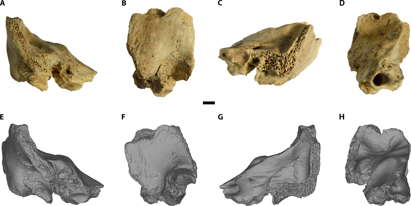 Six-year-old Neanderthal child with Down syndrome rewrites history of human compassion 2 95ac29 7021d92cd65c495ab65308e1bb845582mv2